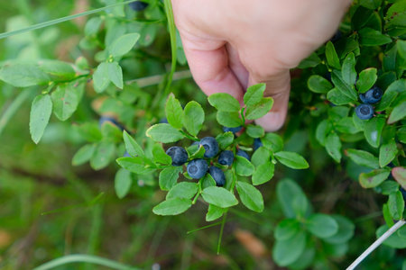 Hands reach into a blueberry bush, gathering fresh wild berries. Close-up view of nature bounty.の写真素材
