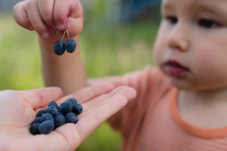 Toddler eating blueberries from an adult hand. Close-up outdoor scene focused on berries and hands.の写真素材