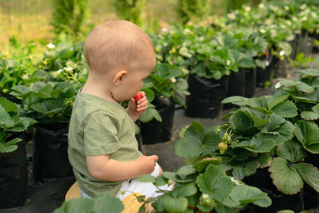 Adorable toddler tasting sun-warmed strawberries straight from plant. First experience with homegrown fruits and natural flavors.の写真素材