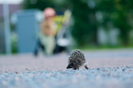 Hedgehog walking along a rural road in natural surroundings. Peaceful moment in the wilderness.の写真素材