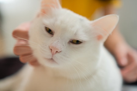 Fluffy white cat enjoying gentle strokes from human hand, purring contentedly. Close-up portrait of...