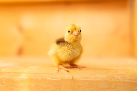 Cute independent baby quail chick with curious expression, showcasing natures wonder and the rewards...