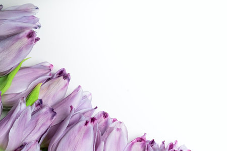 Vibrant purple tulips framed by a decorative floral edge on a bright white background. A charming image for seasonal promotions, blogs, and creative projects.の写真素材