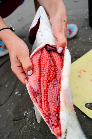 Close-up of pink salmon being prepared on beach, showcasing bright red roe. Perfect for fishing,...