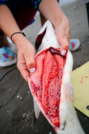 Close-up of freshly caught pink salmon being cleaned on beach, highlighting vibrant red roe inside....