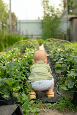 Curious baby discovering strawberries during garden adventure. Hands-on learning about healthy food sources and natures bounty.の写真素材