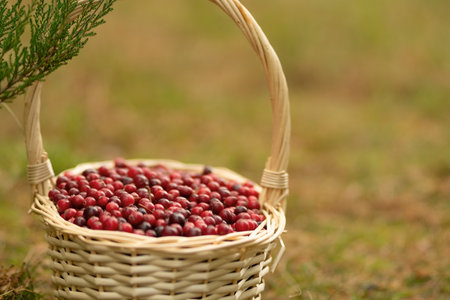 Basket full of red cranberries surrounded by autumn forest. Useful berries, vitamins, healthy harvest, forest gifts, nature walk, fresh air, calm woods, colorful foliage, beautiful autumn scene.の写真素材