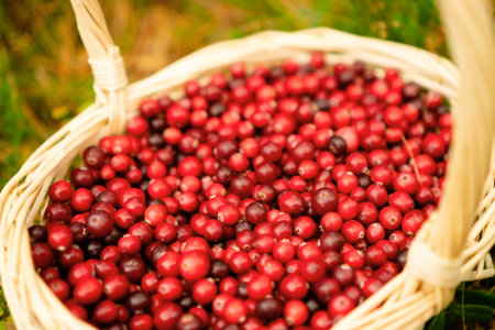 Close up of full basket of cranberries in forest. Autumn harvest, forest gifts, fresh berries, vitamins during illness, jam and drink making, colorful weather, fairy mood, nature inspiration.の写真素材