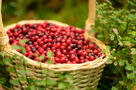 Close up of basket with fresh cranberries in forest. Autumn harvest, forest gifts, healthy berries, vitamins during illness, homemade drinks, forest walk, beautiful autumn weather, fairy forest mood.の写真素材