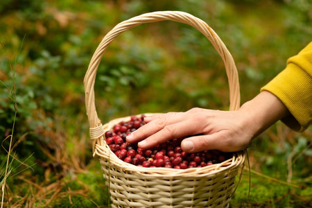 Close up of woman hand above basket filled with fresh cranberries in forest. Autumn berry harvest, natural vitamins, forest gifts, healthy food, outdoor walk with benefit, cranberry picking time.の写真素材