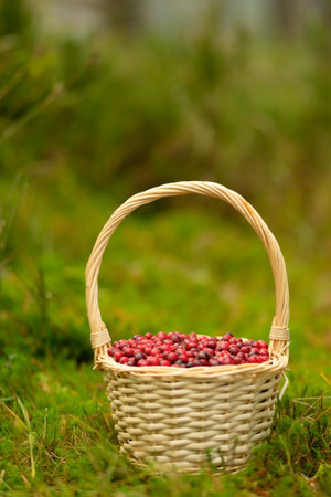 Basket full of red cranberries surrounded by autumn forest. Useful berries, vitamins, healthy harvest, forest gifts, nature walk, fresh air, calm woods, colorful foliage, beautiful autumn scene.の写真素材