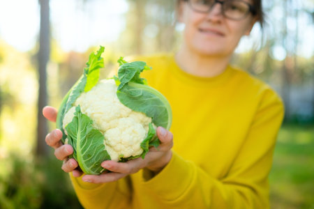 Hands of woman farmer holding cauliflower head freshly picked. Seasonal farm work, organic vegetables, natural growth, fiber rich food, sustainable agriculture, and rural lifestyle.の写真素材