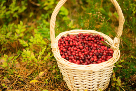 Close up of full basket with ripe cranberries among autumn leaves. Forest gifts, natural vitamins, berries for jam, healthy food, walk in colorful forest, calm autumn mood, beautiful woods.の写真素材