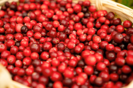 Basket full of red cranberries. Useful berries, vitamins, healthy harvest, nature walk, fresh air,...