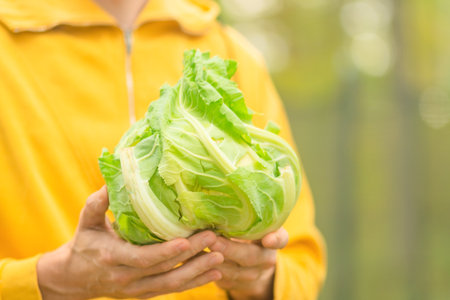 Close up of fresh cauliflower in male hands. Harvest season, organic farming, natural vegetable, healthy food, homegrown produce, and pride of farm work.の写真素材