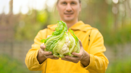 Fresh cauliflower in male hands. Organic farming, natural nutrition, rural life, seasonal vegetables, healthy eating, and farm harvest.の写真素材