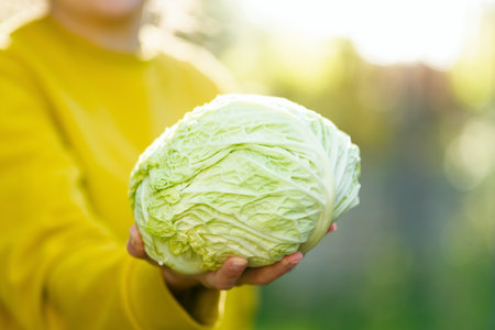 Smiling woman farmer holding savoy cabbage freshly harvested from her farm. Organic vegetables, seasonal produce, healthy food, and fiber-rich diet. Proud of her work.の写真素材