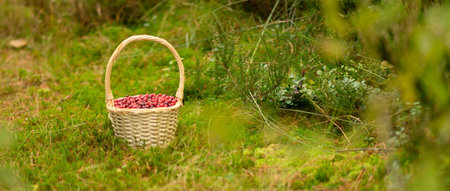 Horizontal banner, top view of full basket with cranberries in forest. Autumn harvest, forest gifts,...