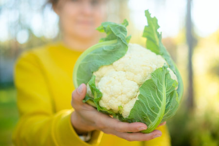Closeup of young woman hands with fresh cauliflower head, symbol of organic farming. Seasonal vegetables rich in fiber, healthy diet, and natural lifestyle from local rural agriculture.の写真素材