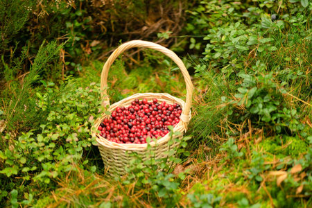 Basket full of red cranberries surrounded by autumn forest. Useful berries, vitamins, healthy harvest, forest gifts, nature walk, fresh air, calm woods, colorful foliage, beautiful autumn scene.の写真素材