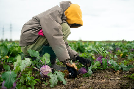 Cheerful boy picking fresh red-purple kohlrabi in farm field. Seasonal vegetables, homegrown produce, outdoor work, healthy lifestyle, and pride in cultivated crops on farm.の写真素材