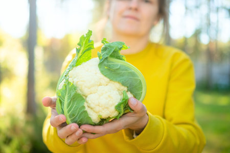 Hands of woman farmer holding cauliflower head freshly picked. Seasonal farm work, organic vegetables, natural growth, fiber rich food, sustainable agriculture, and rural lifestyle.の写真素材