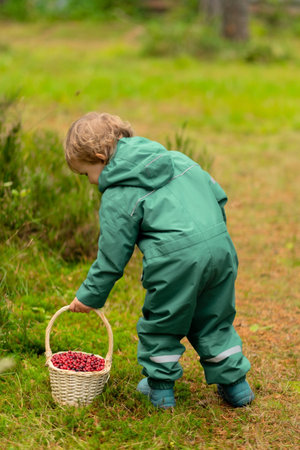 Back view of toddler boy walking through beautiful autumn forest carrying basket full of cranberries, harvesting vitamins for winter immunity.の写真素材