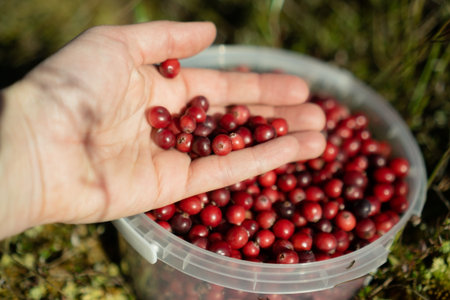 A handful of ripe cranberries held over a bucket in a natural setting, showcasing the freshness and natural beauty of the berries.の写真素材