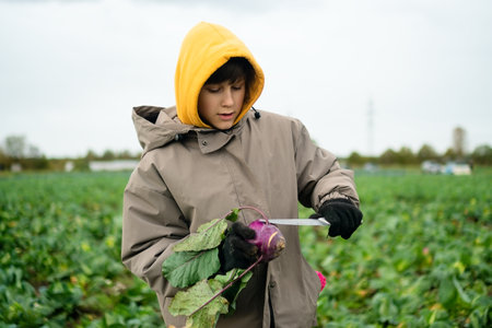 Young boy farmer harvesting red-purple kohlrabi. Trimming leaves with knife, fresh seasonal vegetables, homegrown produce, farm pride, healthy food, and work outdoors in nature.の写真素材