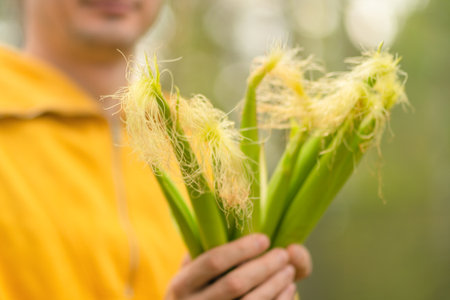Male farmer holding young corn cobs in field. Harvest season, rural agriculture, natural food,...
