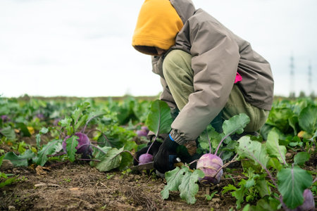 Smiling teenage boy harvesting fresh kohlrabi in his farm field. Seasonal vegetables, homegrown produce, healthy food, outdoor work, and pride in grown crops in nature and fresh airの写真素材
