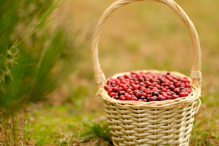 Close up of basket with fresh cranberries in forest. Autumn harvest, forest gifts, healthy berries,...