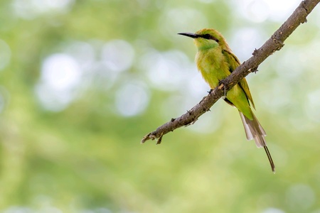 A Green bee eaterの素材