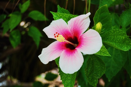 hibiscusの写真素材