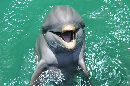 dolphinの写真素材