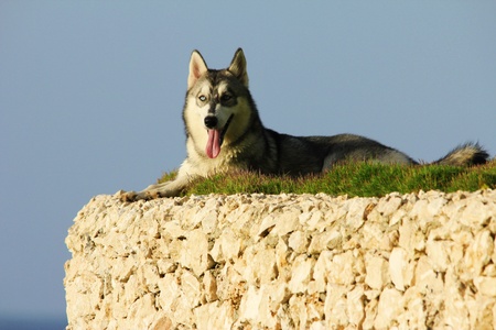 Husky