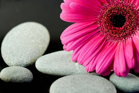 close up of pink gerbera-daisy with pebbleの写真素材
