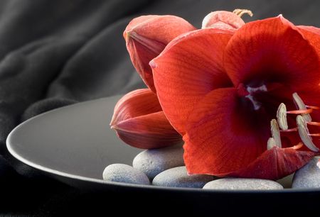 red amaryllis flower on black plateの写真素材
