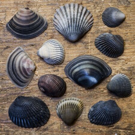 Shell collection on driftwood