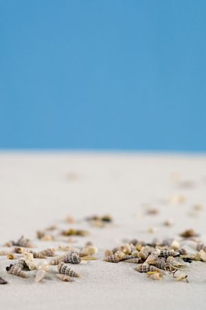 close up of shells in the sandの写真素材
