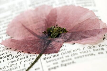 pressed flower on word flower in dictionaryの写真素材