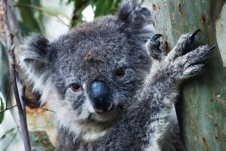 Koala in eucalyptus tree on Kangaroo Island/South Australiaの写真素材