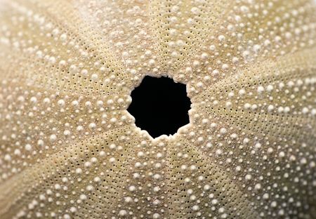 close up of sea-urchin shell