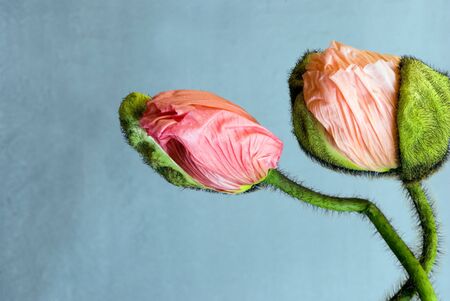 poppy flowerの写真素材