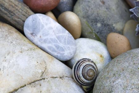 snail shells and pebbleの写真素材