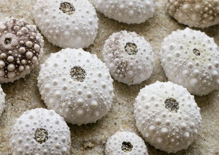 close up of sea urchin shells on the beachの写真素材