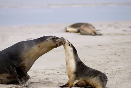 sea lions on Kangaroo Islandの写真素材