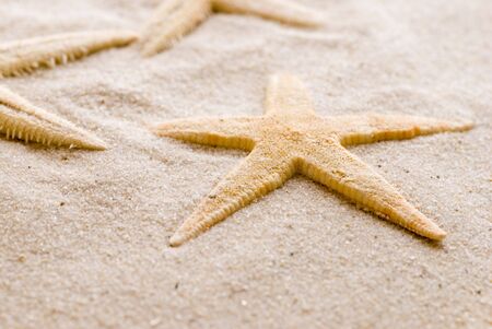 starfish on the beachの写真素材