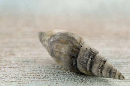 maritime still-life with shell