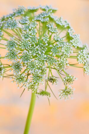 fragile Parsley weed flower in front of pastel background